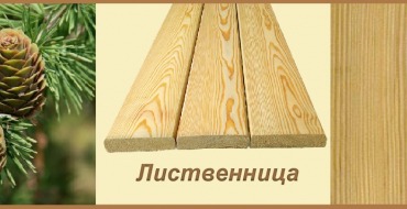 лиственница лиственница