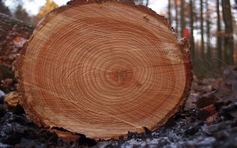 прочная древесина